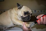 GRIFFES - BOULEDOGUE FRANCAIS 012